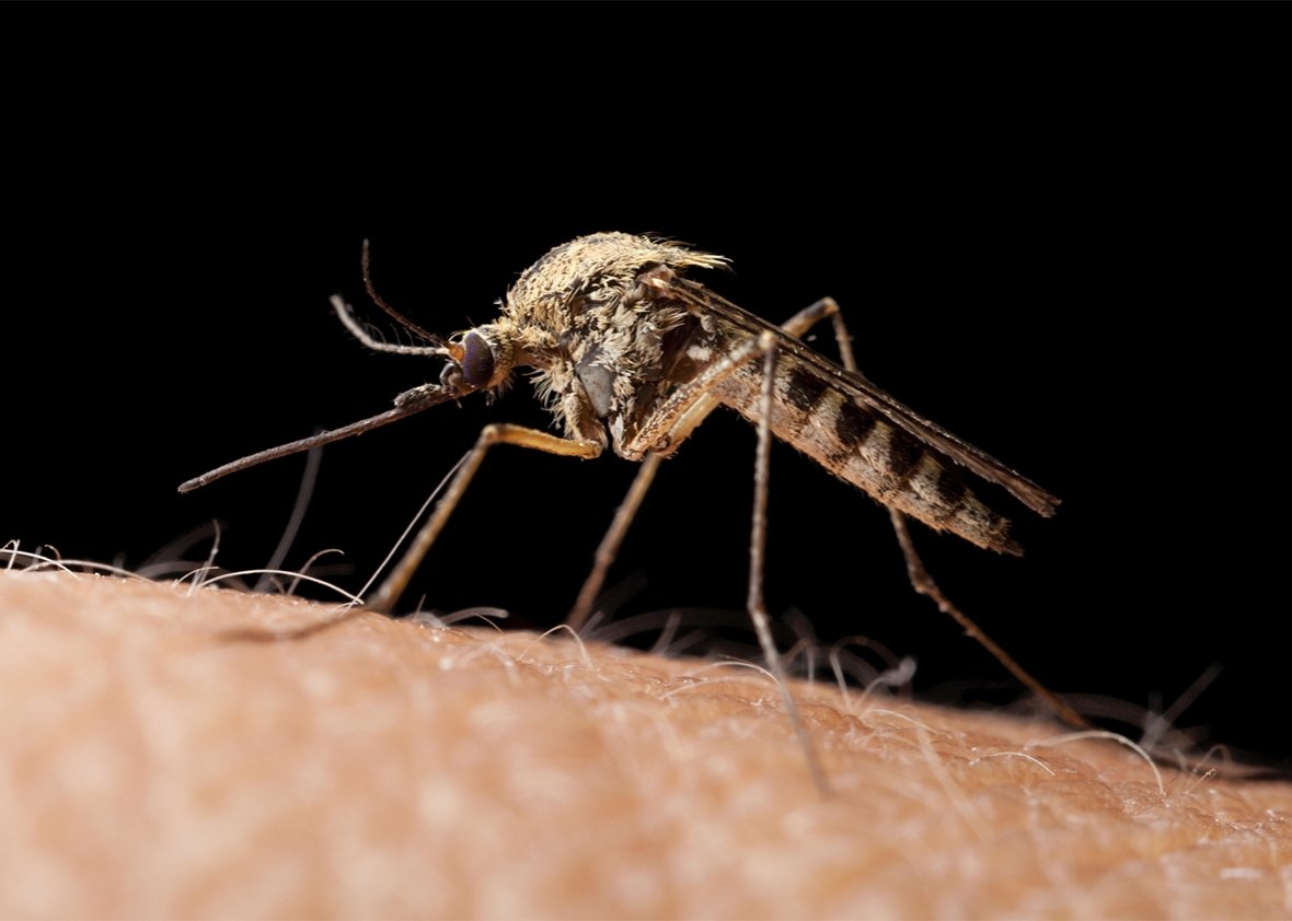 комары BelDez.by